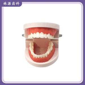 Modelo dental estándar, modelo dental didáctico, dentaduras postizas, práctica de cepillado para jardín de infantes, modelo de cavidad bucal - Product Image 5