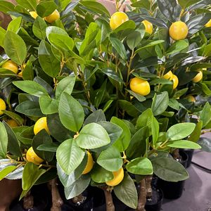 Vente <span class=keywords><strong>en</strong></span> gros d'arbres artificiels de citronniers de haute qualité <span class=keywords><strong>en</strong></span> <span class=keywords><strong>pot</strong></span>, plantes d'intérieur et d'<span class=keywords><strong>extérieur</strong></span> avec un aspect naturel durable <span class=keywords><strong>en</strong></span> plastique PE écologique - Product Image 2