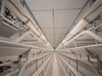 Tube LED T5 professionnel à intensité variable, haute efficacité, multicolore, pour élevages avicoles intérieurs, installation facile, étanche IP67, garantie 3 ans