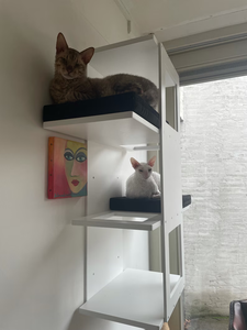 Tongkat cakar kucing pasang dinding tempat kucing pemanjat - Product Image 4