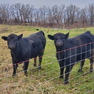 Clôture de champ en fer galvanisé pour le bétail et les cerfs avec grillage métallique et service de modélisation 3D - Product Image 3