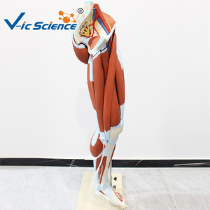 Modèle d'anatomie musculaire des membres inférieurs (13 parties), modèle pédagogique détachable des muscles de la jambe, modèle de démonstration pédagogique. - Product Image 3