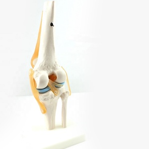 Modelo Anatómico de Articulación de Rodilla, Maniquí de PVC de Tamaño Real para Entrenamiento Escolar - Product Image 4