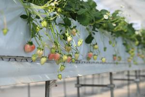 Progetto Chiavi in Mano per Serre Ecologiche con Struttura in Alluminio per Coltivazione Idroponica Verticale di Piante Medicinali - Product Image 6