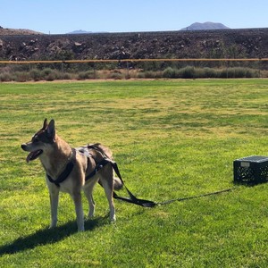 Arnés de Pecho Multifuncional No Retráctil para Entrenamiento de Perros, para Arrastre de Trineo y Desarrollo de Potencia Explosiva Muscular - Product Image 4