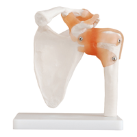 Simulation de formation en sciences médicales, squelette humain grandeur nature, modèle anatomique d'articulation musculaire et d'épaule avec ligaments
