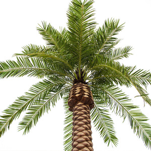 Hot Bán Ngoài Trời Nhân Tạo Rong Biển Cây Lớn Cây Dừa Giả Nhân Tạo Lá Cọ - Product Image 2