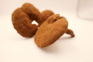 Дикий Рейши органический культивируемый цельный сушеный Ганодерма линчжи красный Ганодерма <span class=keywords><strong>Lucidum</strong></span> - Product Image 2