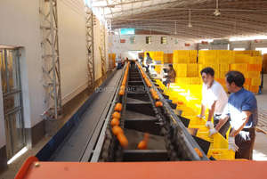 Machine de tri et de calibrage automatique des avocats à bon prix, trieuse-pesatrice automatique pour fruits frais (maracuja, grenade) à vendre - Product Image 4