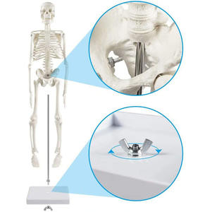 45Cm <span class=keywords><strong>Model</strong></span> Kerangka Manusia <span class=keywords><strong>Model</strong></span> Anatomi Sumber Daya Pengajaran Sains Medis - Product Image 5