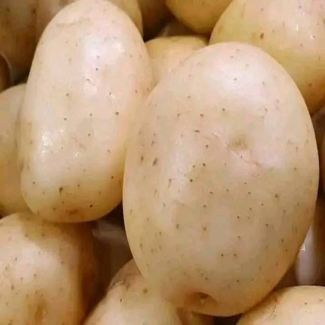 High Quality Fresh Holland Potatoes Professional Export Wholesalers Sale Competitive Price
