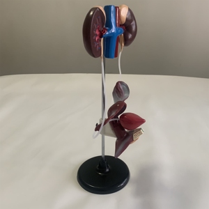 Female Urogenital System Model Urology Teaching Model - Product Image 4