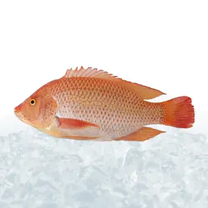 China Export All Size Frozen Whole Red Tilapia Roja Low Price Frozen Red Tilapia Fish Suppliers