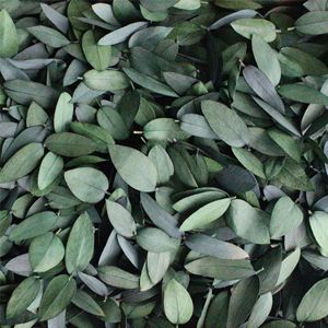 Vraies feuilles d'<span class=keywords><strong>eucalyptus</strong></span> séchées en vrac pour bougie d'aromathérapie bricolage décor à la maison coffret cadeau parfumé naturel - Product Image 3