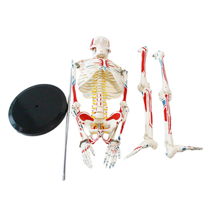 Modèle de squelette de 85 cm incluant les zones de départ et d'arrivée de tous les muscles, des disques intervertébraux, des nerfs et des os - Product Image 5