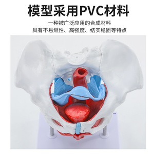 Modèle pelvien féminin articulé, présentant les articulations pelviennes, le sacrum et les structures osseuses pubiennes pour l'obstétrique et la gynécologie - Product Image 1