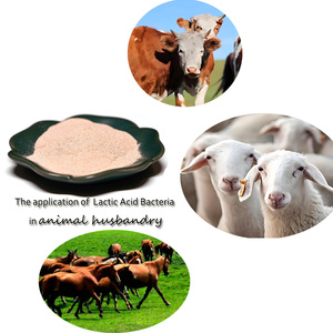 Poudre de bactéries lactiques pour additif alimentaire pour animaux-Améliorer la santé intestinale, la digestion et l'immunité chez la volaille, le bétail, l'aquac - Product Image 5