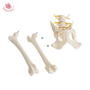 Modelo Anatómico de Articulación de Cadera de Perro Veterinario para la Enseñanza de la Anatomía del <span class=keywords><strong>Esqueleto</strong></span> Lumbar Animal - Product Image 3