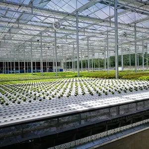 Low Cost Tunnel Greenhouse Hydroponic Deep Water Culture