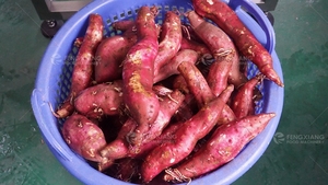 Linha de Produção Automática para Processamento de Batatas, Linha de Lavagem de Vegetais, Linha de Limpeza e Desaguamento de Gengibre e Batata Doce - Product Image 6