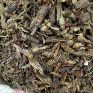 Proteína de Insectos <span class=keywords><strong>Locusta</strong></span> Migratoria Pura en Polvo para Alimentos - Product Image 3