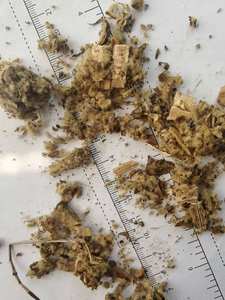 Venta al por mayor de hoja de flor de verbasco (Mullein) Mao Rui Hua, <span class=keywords><strong>Verbascum</strong></span> Thapsus, hierba china, distribución directa de fábrica disponible - Product Image 4