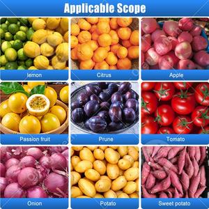 Machine de tri et de calibrage ORME pour pommes de terre, tomates, agrumes, petites pommes, fruits et dattes – Prix - Product Image 6