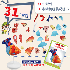 ชุดแบบจำลองหัวใจมนุษย์ 31 ส่วนกายวิภาคศาสตร์การศึกษา DIY ประกอบสำหรับเด็กของเล่นวิทยาศาสตร์ - Product Image 1