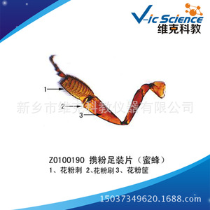 Factory; Bee third pair of thoracic legs slide; Arthropoda; Primary and secondary school biology slide; <b>Microscope</b> slide - Product Image 5