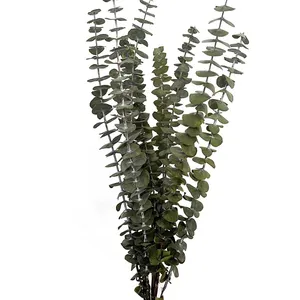 Fiori decorativi all'ingrosso fiori secchi conservati piante eterne foglie di eucalipto essiccate foglie di eucalipto conservate