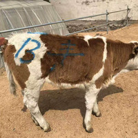 Crayon de marquage professionnel non toxique pour bétail, peinture animale résistante aux intempéries pour l'identification des bovins, des porcs et des moutons