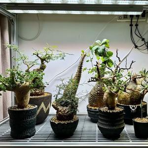 <span class=keywords><strong>Lampe</strong></span> de croissance des plantes <span class=keywords><strong>lampe</strong></span> à longue bande spectre complet photothermique naturel plante racine fleur rack plante armoire tissu <span class=keywords><strong>culture</strong></span> <span class=keywords><strong>lampe</strong></span> - Product Image 3