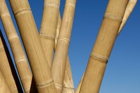 Fournisseur d'usine – Poteau en bambou Tonkin écologique, jaune naturel, grande taille 60-520 cm, pour usage agricole/landais, support de cage à tomates