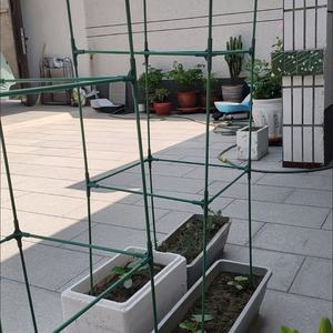 Cage à tomates d'extérieur, treillis pour plantes grimpantes, support pour tomates, concombres, aubergines, légumes végétaux - Product Image 2