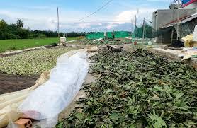 HOJAS DE FRUTA DE NONI SECAS: EXPORTACIÓN SUPERIOR CON ALTA CALIDAD Y BUEN PRECIO DEL PROVEEDOR DE VIETNAM - Product Image 5