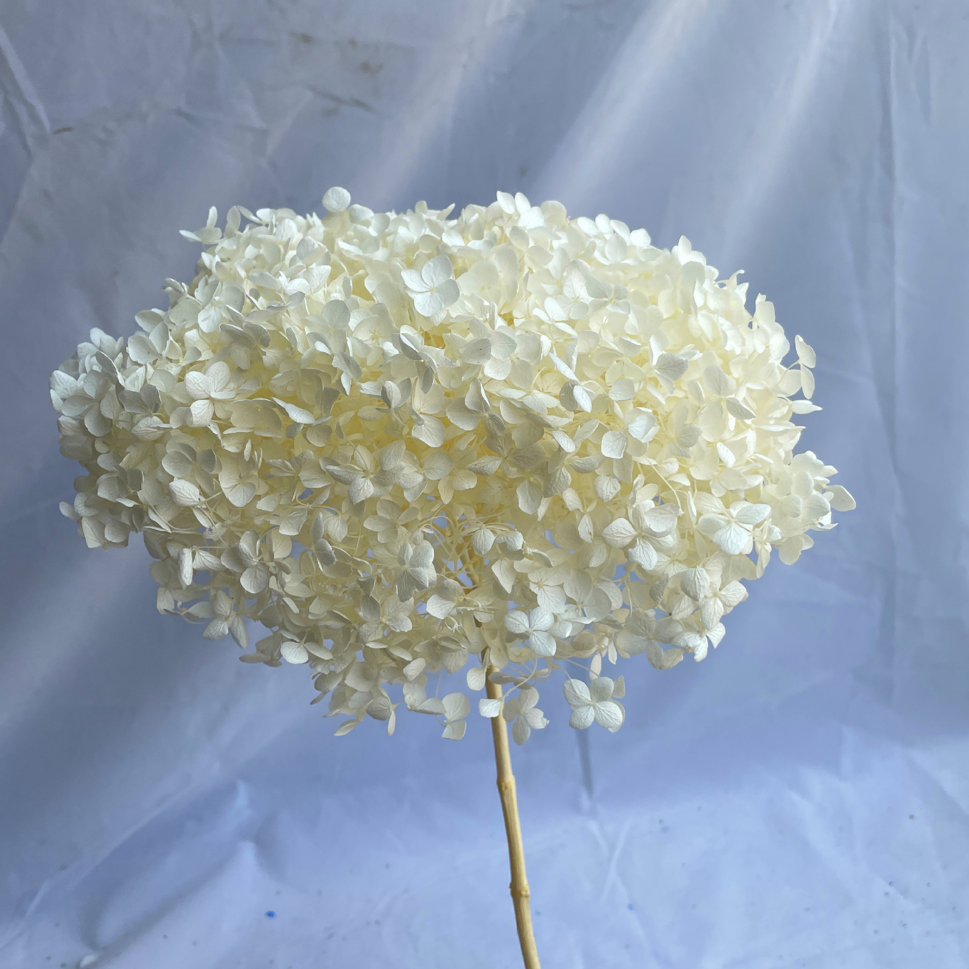 Blanc cassé