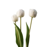 Bunga Tulip Putih Sentuhan Asli Bahan Lateks Buatan untuk Dekorasi Pernikahan, Pesta, dan Hiasan Meja Rumah