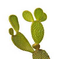 Aliments naturels purs et sains, poudre d'extrait de cactus, poudre d'extrait de cactus certifiée ISO