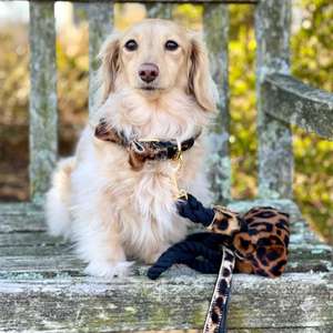 Lindo Lazo para Perro Personalizado Hecho a Mano con Remaches de Poliéster/Nylon, Regalos de Alta Calidad para Cachorros - Product Image 6