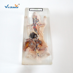 Spécimens de dissection et de conservation de lapins ; matériel pédagogique de biologie pour les collèges et les lycées ; remise à neuf et - Product Image 1