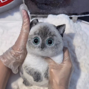QY Hot Selling Simulation Fat Cat <b>Squishy</b> Toy Gray White Fuzzy Kitten Soft Stuffed Animal For Kids - Product Image 5