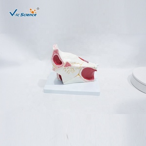 Modelo Anatómico Ampliado de <span class=keywords><strong>Ojo</strong></span> y Órbita para Oftalmología y Enseñanza de la Estructura Ocular Humana, con Certificación CE/ISO/ROHS/CNAS - Product Image 2