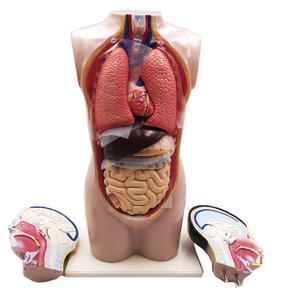 Gelsonlab HSBM-463 ใหม่คุณภาพสูงทางการแพทย์<span class=keywords><strong>Autonomic</strong></span> <span class=keywords><strong>Nervous</strong></span> <span class=keywords><strong>System</strong></span>ชุด - Product Image 3