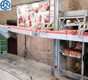 Rantai konveyor telur unggas dimensi kustom rantai pengumpul telur sistem konveyor peternakan ayam - Product Image 1