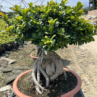 Bonsaï Ficus Microcarpa Ginseng, variétés assorties, différentes tailles, plantes à feuilles persistantes, décoratives d'intérieur/extérieur, faites à la main, pour la fête des mères