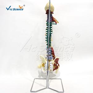 Modelo <span class=keywords><strong>de</strong></span> Esqueleto Humano <span class=keywords><strong>de</strong></span> 85 cm, Anatomía Ósea, Ciencias Médicas, Modelo Avanzado <span class=keywords><strong>de</strong></span> Aparatos Espinales - Product Image 5