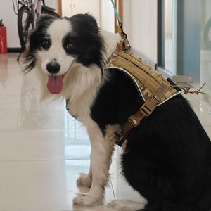 Outdoor LED <b>Dog</b> Harness Camouflage Oxford Cloth Chest Strap With <b>Lights</b> For Walking - Product Image 1