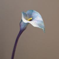 Fleur de calla artificielle en PU, toucher réel, arrangement floral, fleurs de calla rouge bordeaux, décoration intérieure