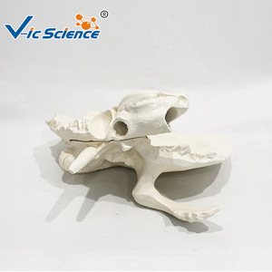 Modelo anatómico ampliado del hueso temporal; enseñanza y formación médica; modelo de tejido de cráneo y oído. - Product Image 2