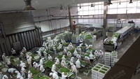 Machine à canettes de concombres marinés, ligne complète automatique pour emballer des légumes, ligne de Production, nouveau